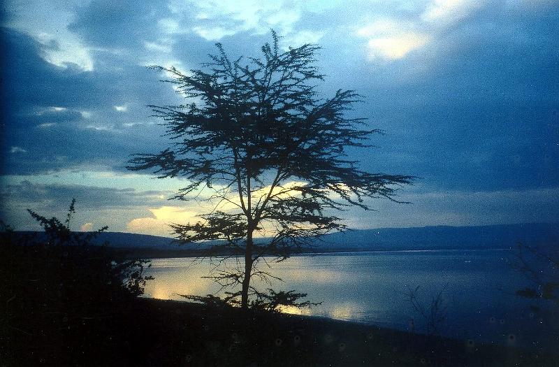 Afrc 00 088 Acacia i llac Nakuru a la posta del sol.jpg